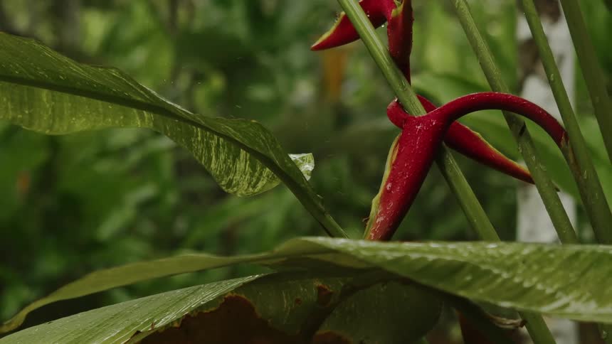 Rain drops falling over the leaves of a plant next to dense vegetation