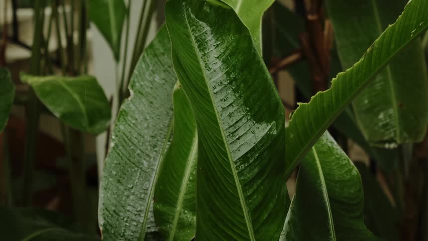 A close up view of tropical plants is displayed