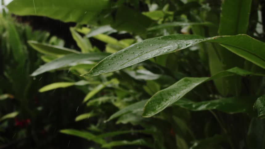 A view of rain pouring on plants in spring