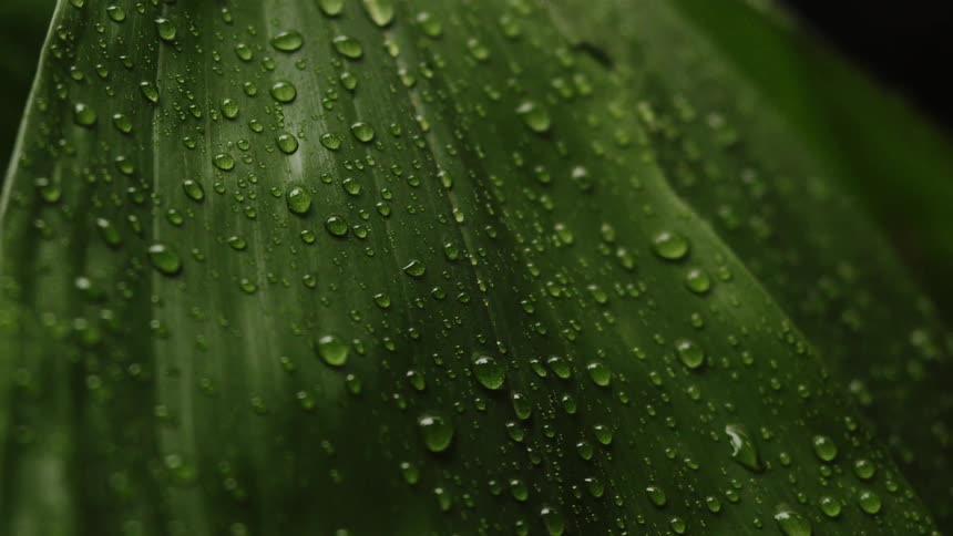 Green leaf covered in drops of water