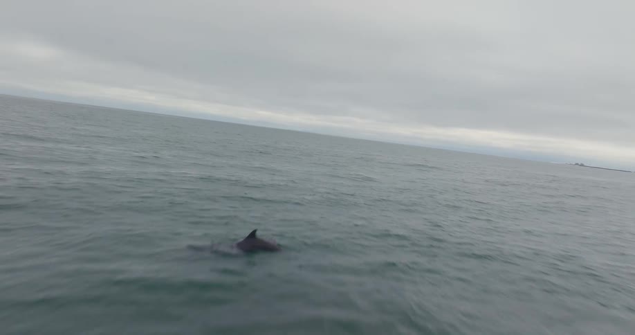 Aerial shot traveling over ocean with dolphins jumping out of the water