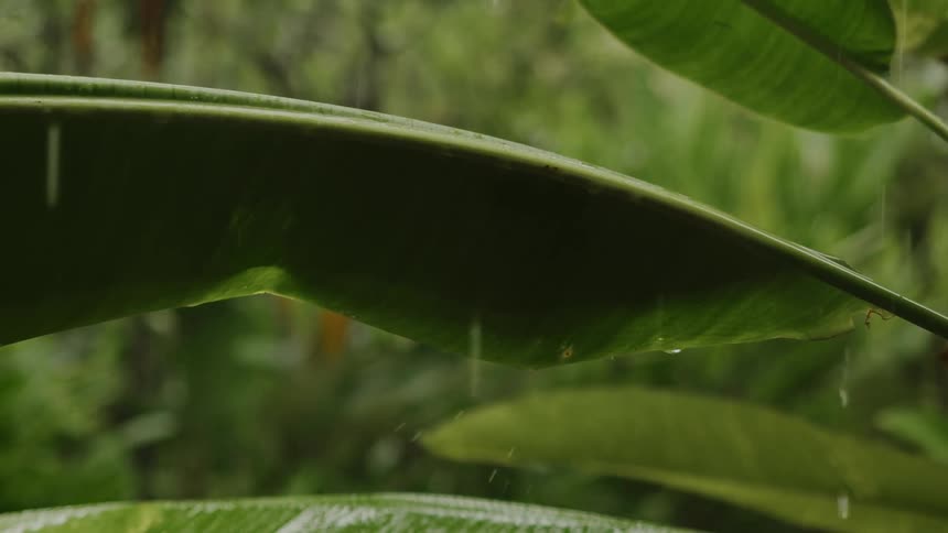 Rain falling on a palm frond