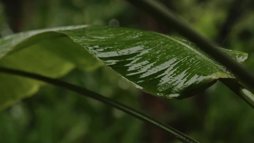 A large plant leaf wet with rain drops
