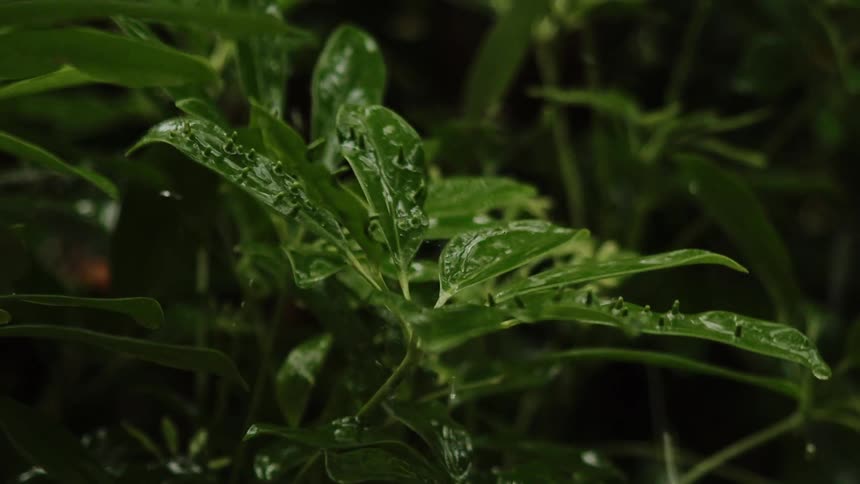 Rain pours on the plant