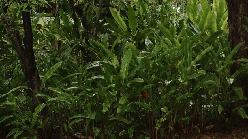 Rain is falling on the green leaves of plants in a garden