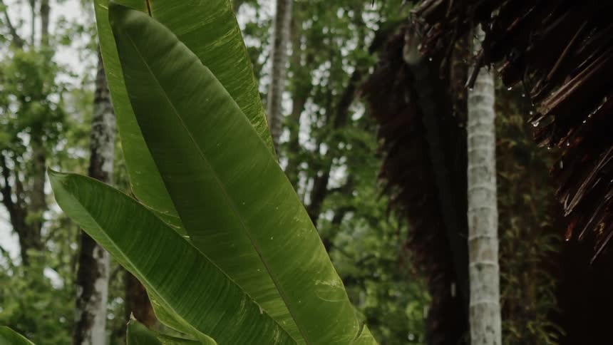 Rain falls on the green leaves of plants with trees in the distance