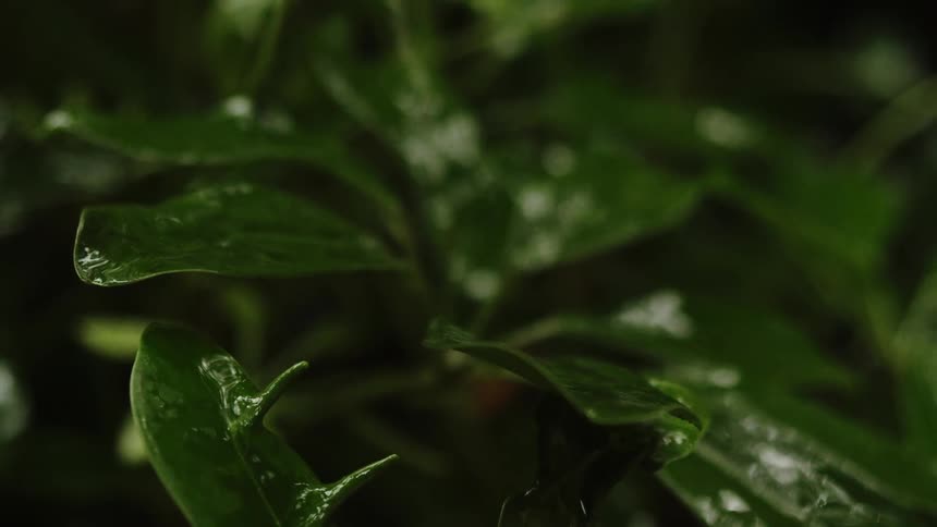 Rain drops falling over a plants leaf next to dense vegetation