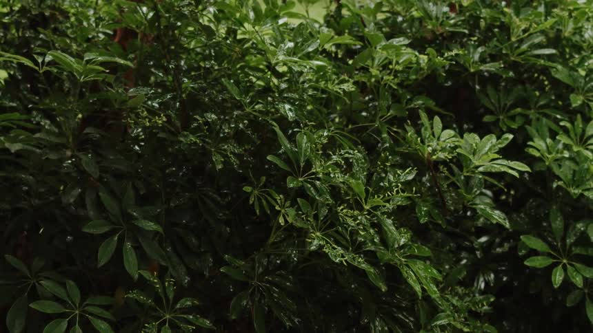 Plants move in the breeze as rain falls on the green leaves