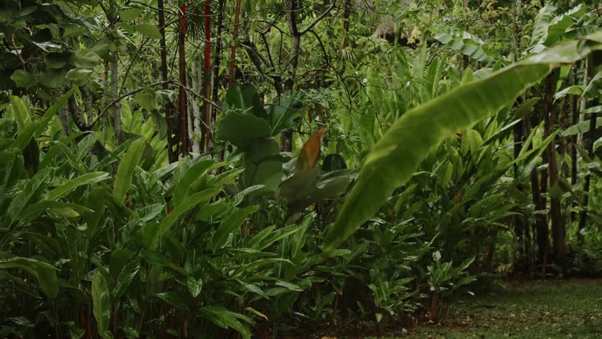 A tropical landscape during the rain is displayed