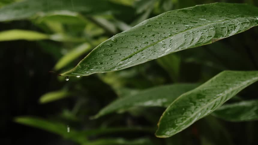 Raindrops gently fall on the leaves of the rainforest accompanied by a gentle breeze swaying the foliage