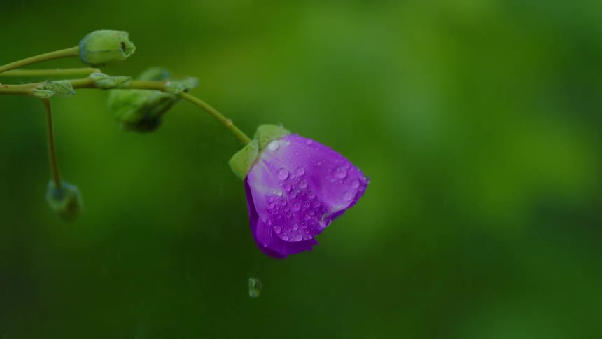Rain falling on a purple flower outdoors