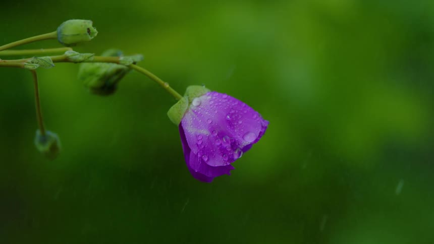 A flower covered in raindrops on a rainy day