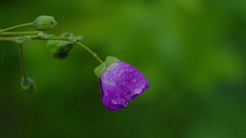 The rain pours on the flower