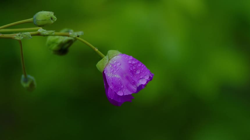 Drops of water drip from the petals of a purple flower