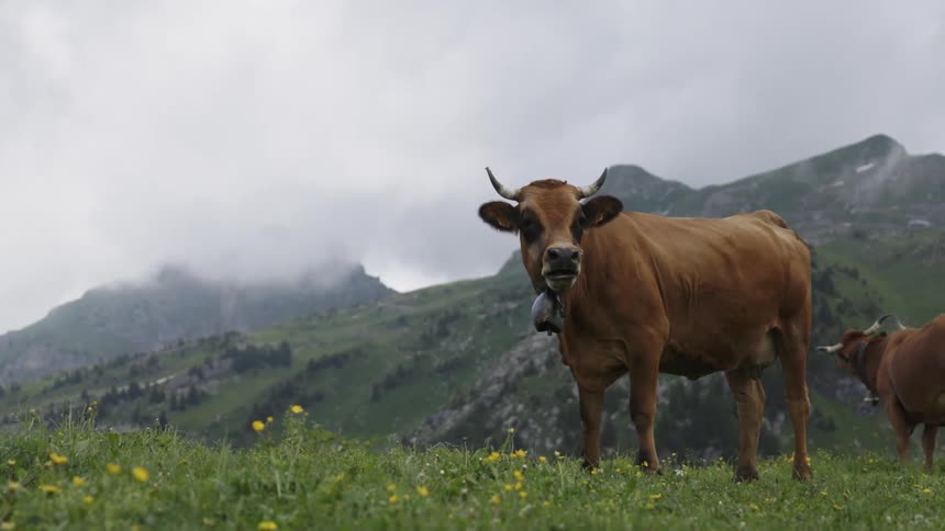 Cows graze in a field in the mountains under a cloudy daytime sky