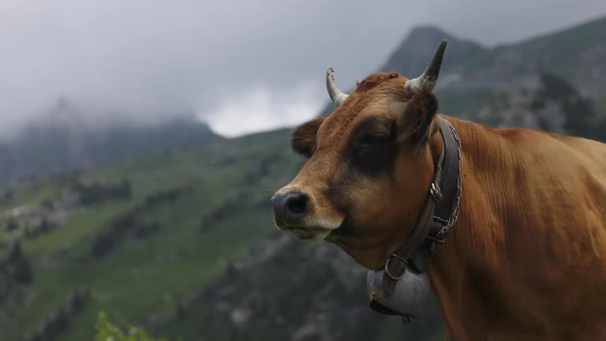 A large cow stands calmly amidst a mountainous landscape