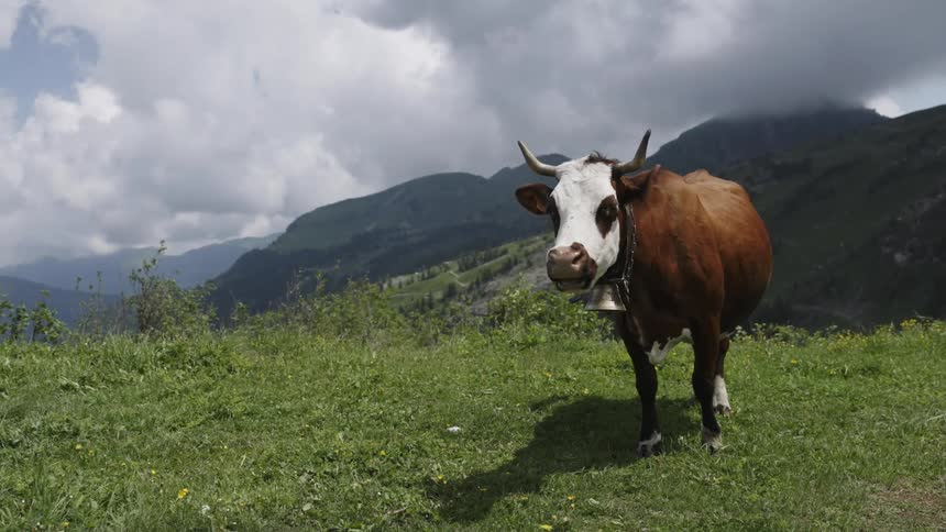 A cow stands on the mountain