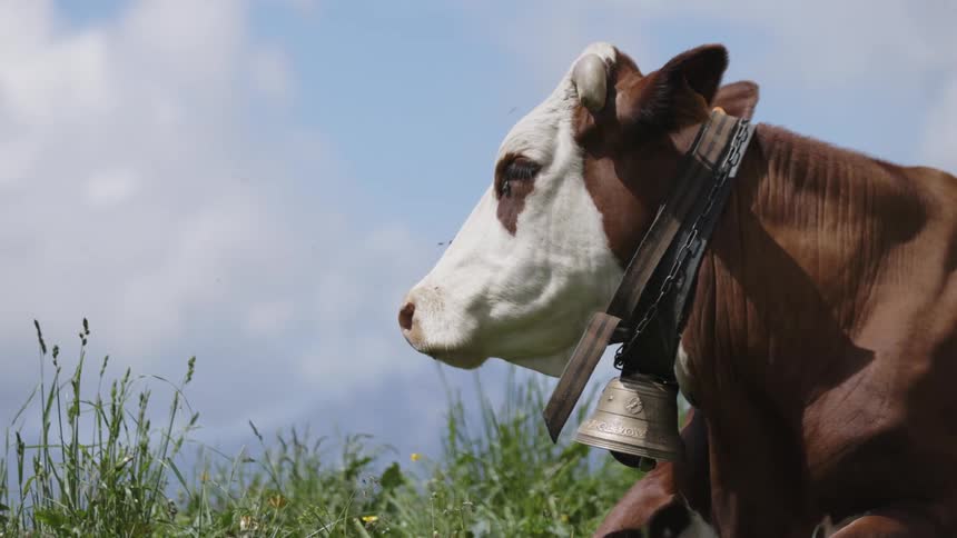A cow rests in the grass on the sunny day
