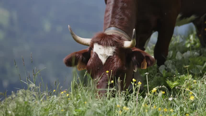 A cow is grazing on grass