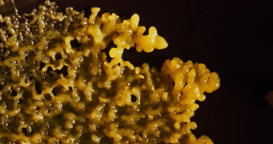 A time lapse reveal a fungus growing and spreading across a surface