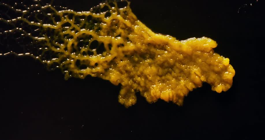 The fungus grows and spreads