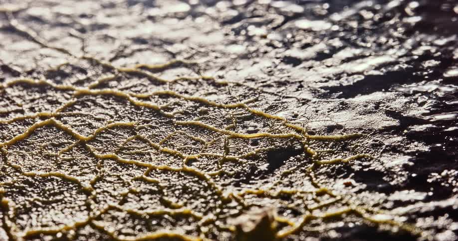 A time lapse shows a surface covered by a spreading fungus