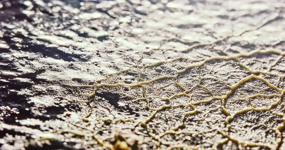 A time lapse shows a fungus growing and spreading across a surface