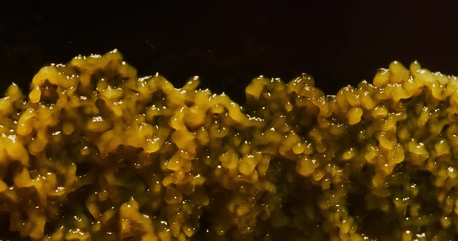 A time lapse shows a colony of mold pulsing as it grows