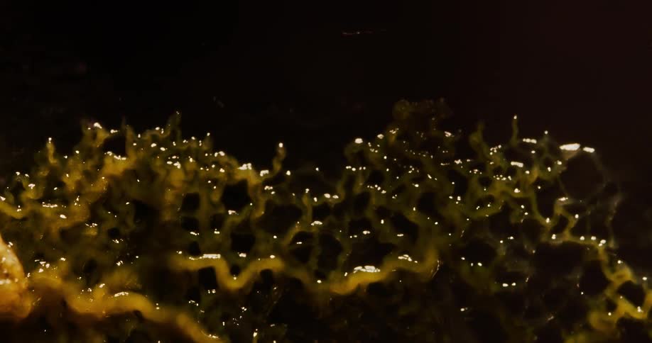 A time lapse shows a colony of mold growing in disgusting detail