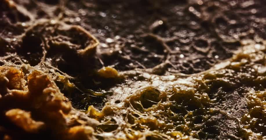 A time lapse shows a fungal colony going through phases of growth