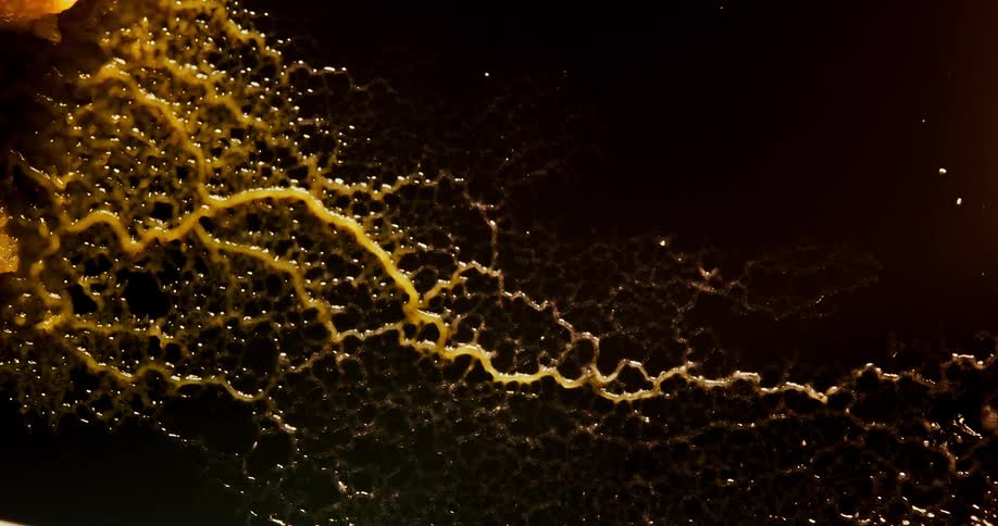A colony of fungus grows and spreads across a dark surface