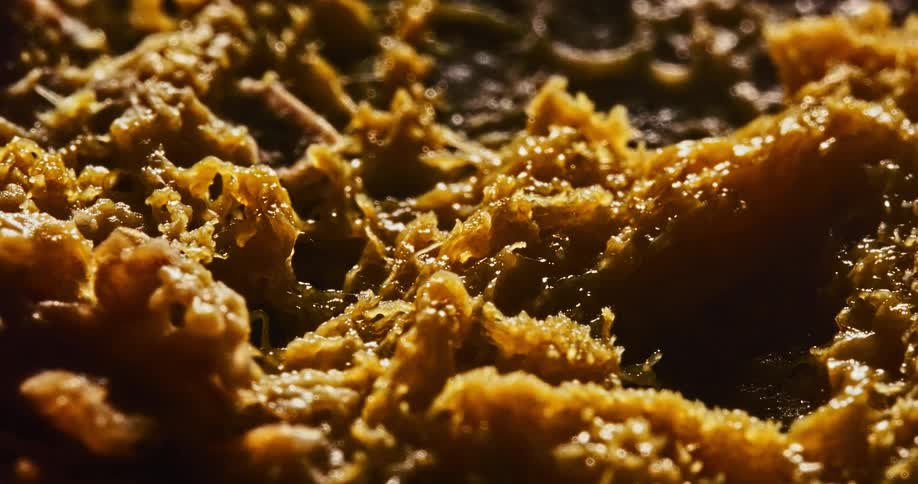 A time lapse shows a fungal colony going through phases of growth