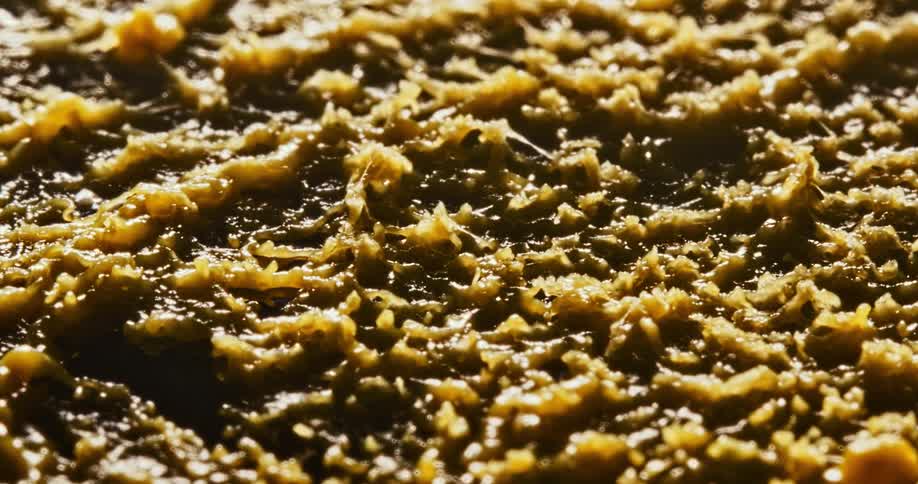 A time lapse shows a fungal colony growing and thickening