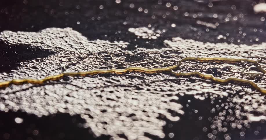 Close up of arrowhead flatworm