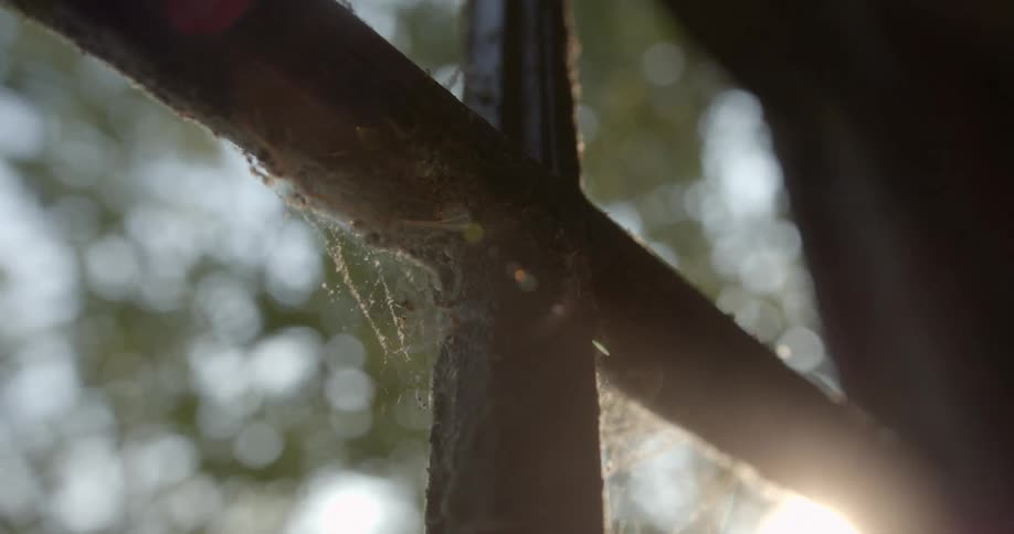 Sunlight is seen shining behind a tree that is outside of a window
