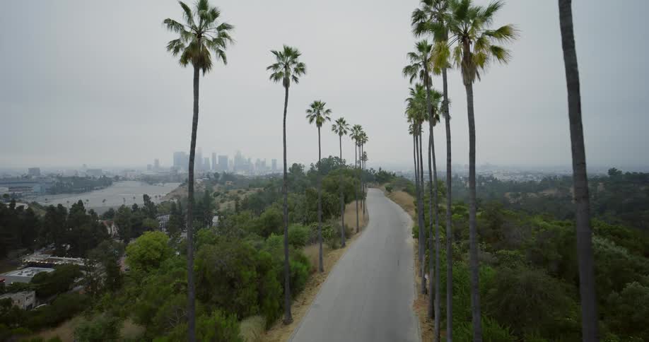 Palm trees line the road leading to the city