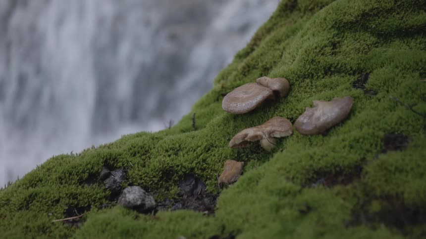 Mushrooms grow in the moss near a waterfall