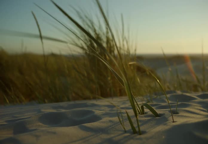 Reeds move with the wind on a beach