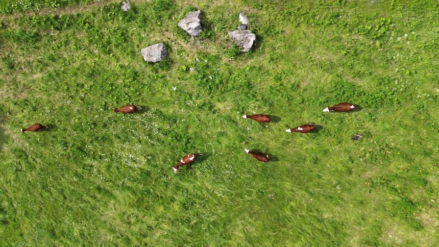 Birdseye view of cows walking across the green sunlit field