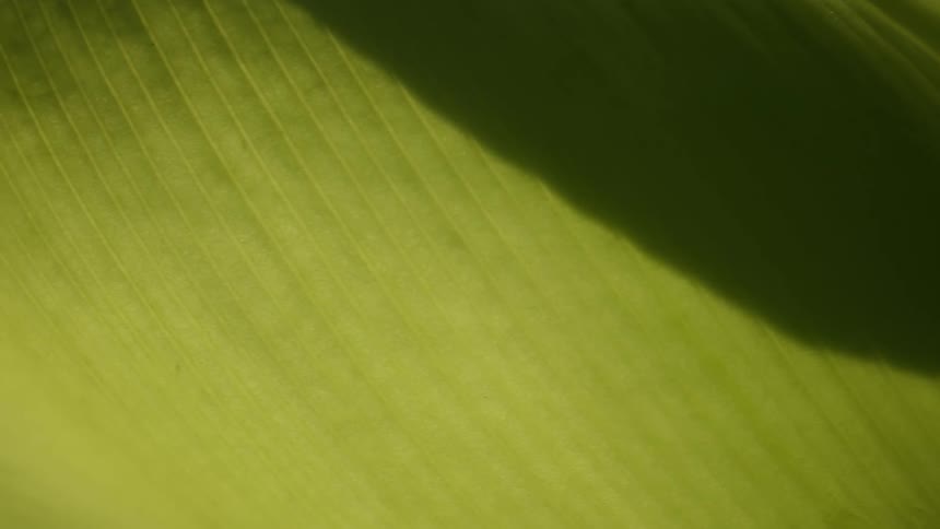 Shadow covers part of large plant leaf with rows on its surface