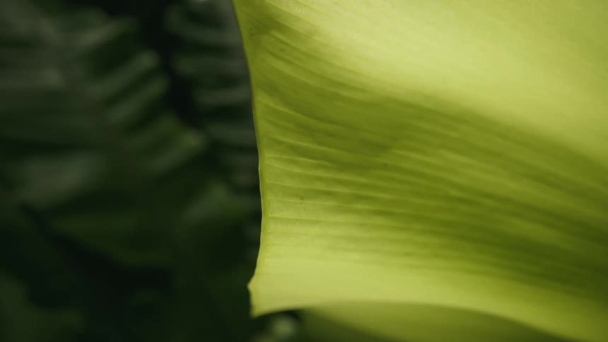 The yellow leaf moves in the wind