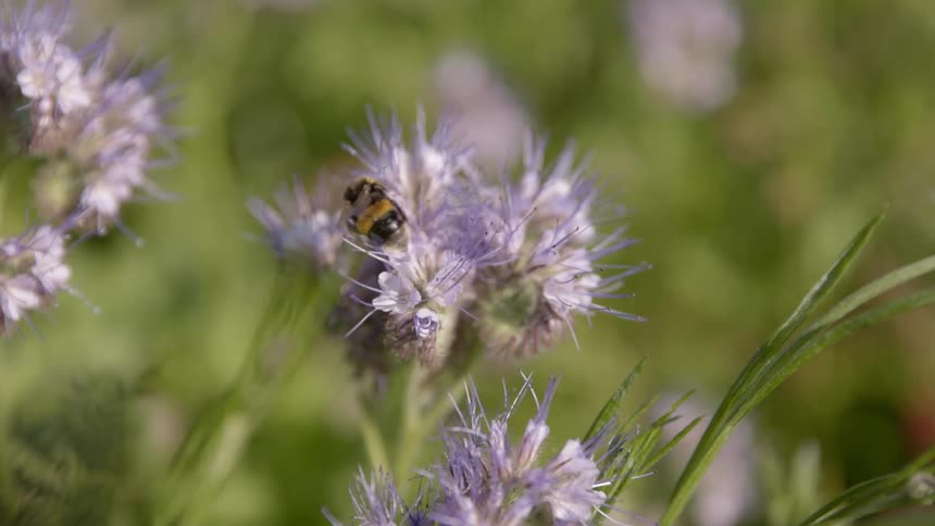 Bee on a thistle