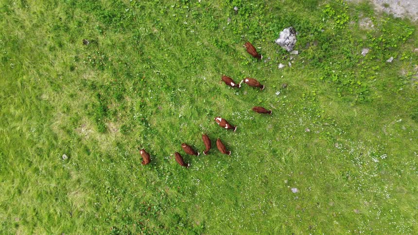 Aerial view of a herd of cows grazing on the green grass
