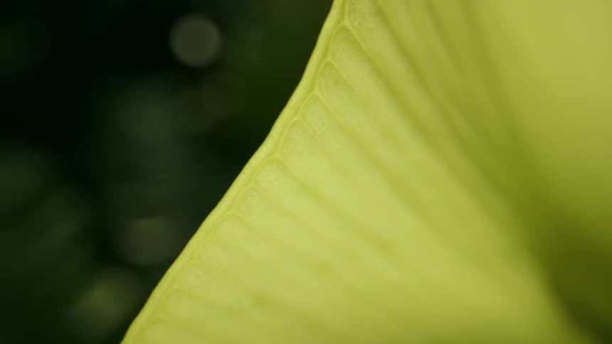 A closeup of a plant reveals the details of the texture of its leaf