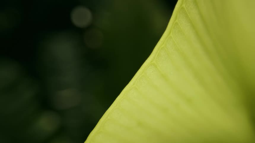 The sun is shining on a yellow plant