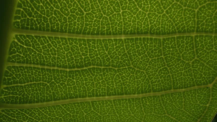 Details of green jungle plant leaf