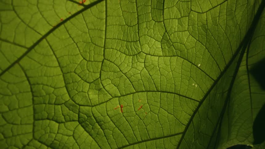 A closeup shot of a green leaf reveals the details of its texture