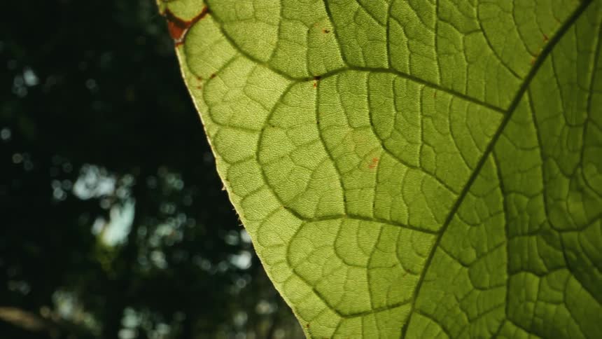 A green leaf is seen in exceptional detail in this closeup shot