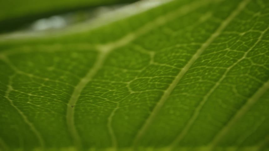 Closeup shot of a leaf