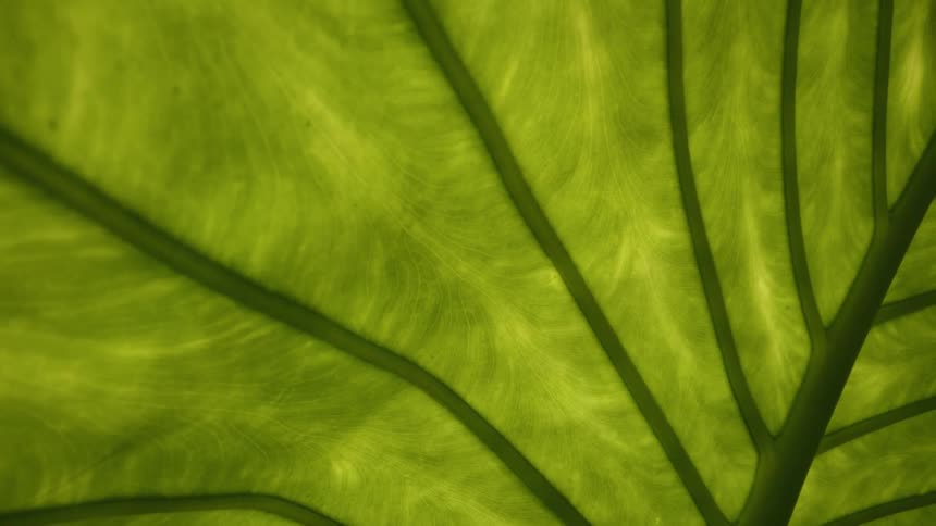 Light shines through the large green leaf